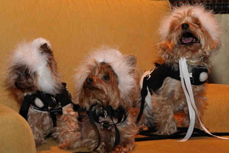 PetStay lets guests bring up to two dogs weighing 50 pounds or less.