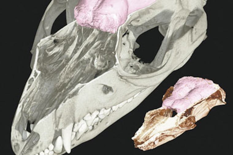This image provided by the magazine Science shows a CT scan of the Hadrocodium skull highlighted to show where the brain was. A new analysis of some of the earliest mammal-like creatures shows their complex brain evolved in three major stages starting with the regions that handle the sense of smell. (AP Photo / Matt Colbert, University of Texas at Austin via Science)