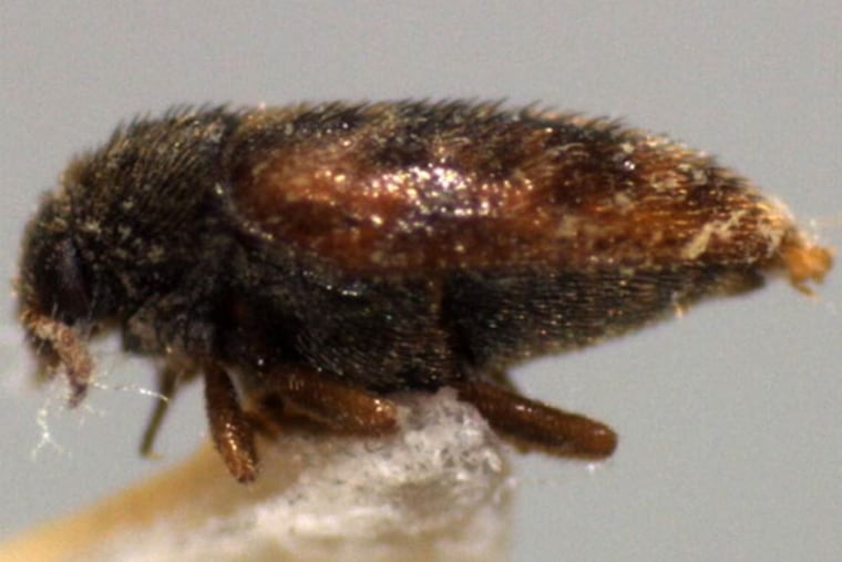 An adult Khapra beetle found by Customs and Border Protection agriculture specialists at Philadelphia International Airport.