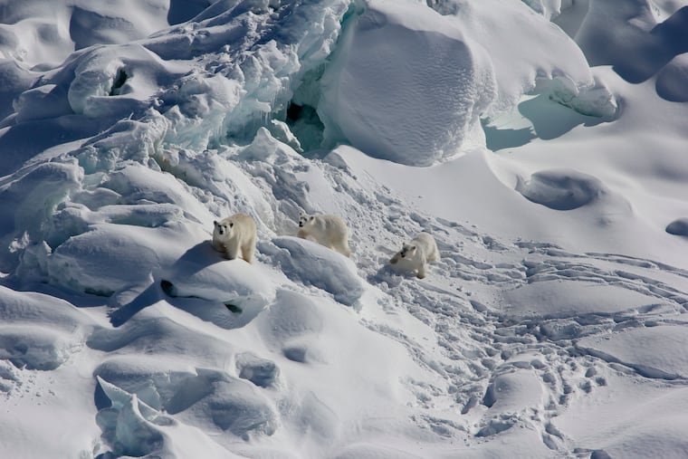 An adult female polar bear, left, and two year-old cubs walk over snow-covered freshwater glacier ice in Southeast Greenland in March 2015.