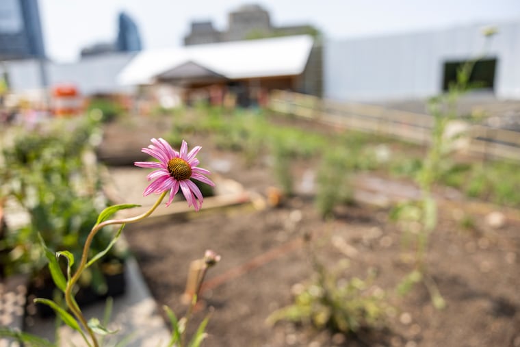 A coneflower at Calder Gardens in Philadelphia.