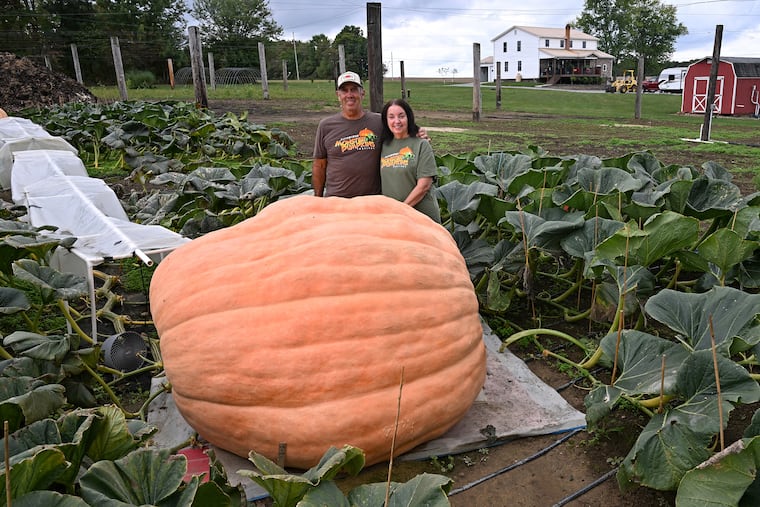 Dave and Carol Stelts pose with a pumpkin they’re growing at their farm, Dave & Carol's Valley of Giants, in Enon Valley, Pa., on Sept. 26, 2024. The Steltses are surrounded by the vines from the one plant.