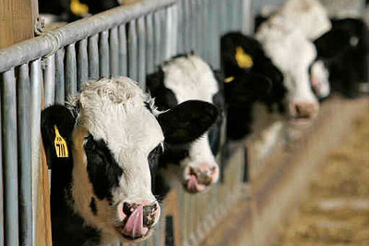 The federal government's war on so-called raw milk is in many ways a microcosm of its assault on drugs and, once upon a time, alcohol.