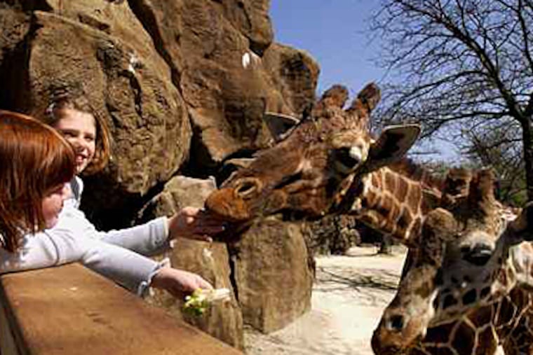 Laurel Suchsland, 4, and Madison Beer, 8, feeding Twigga and Puzzles, both now deceased, at the Philadelphia Zoo. (Inquirer file photo)