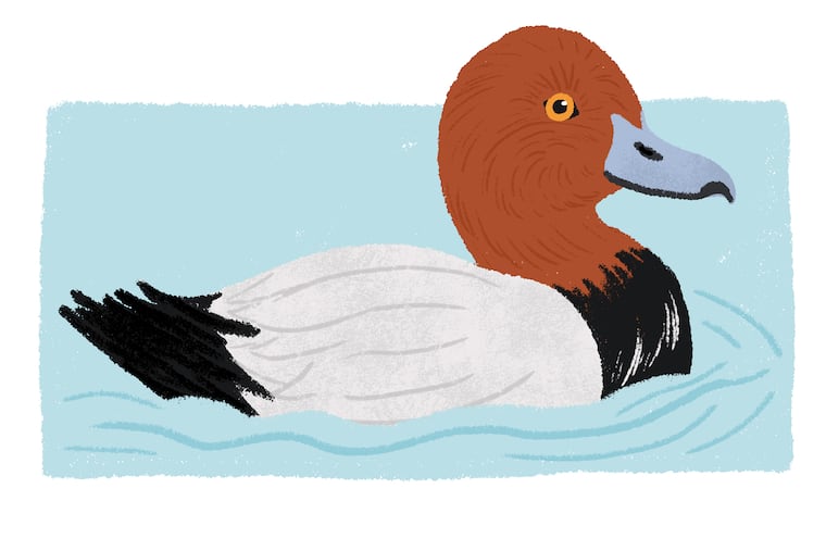 Canvasback