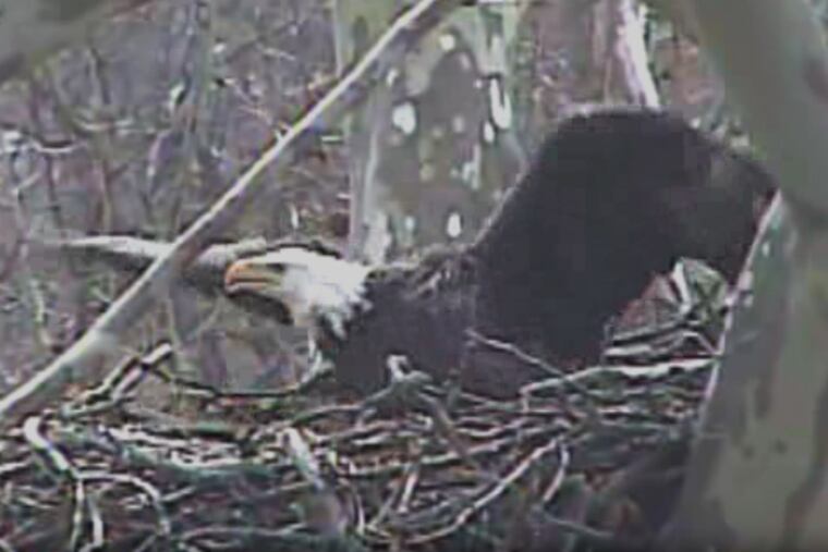 Eagles sees approaching hawk at Duke Farms on March 24, 2013. The hawk doesn't get the eggs, the eagle gets the hawk, as seen on video.