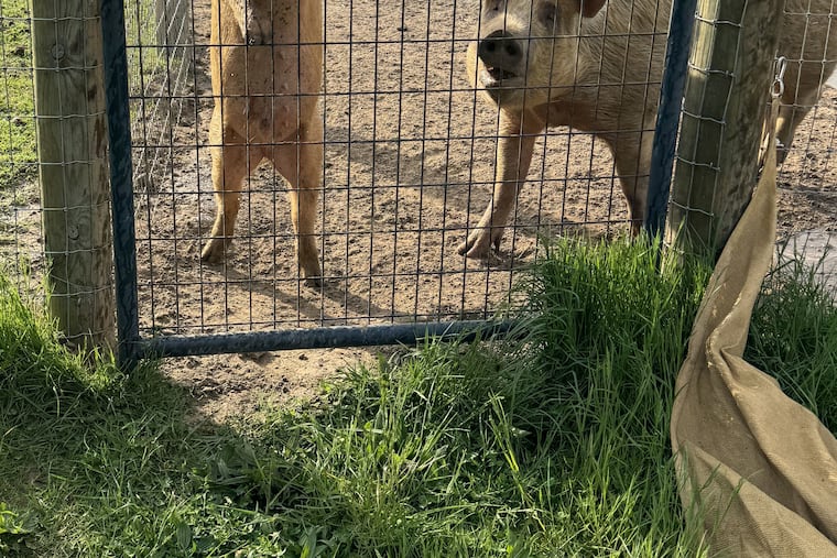 Dilbert and Peaches, both residents of Uncle Neil's Home, a Bridgeton, N.J., animal sanctuary, narrowly avoided serious harm on Sunday, May 5, when a car crashed into their farm.