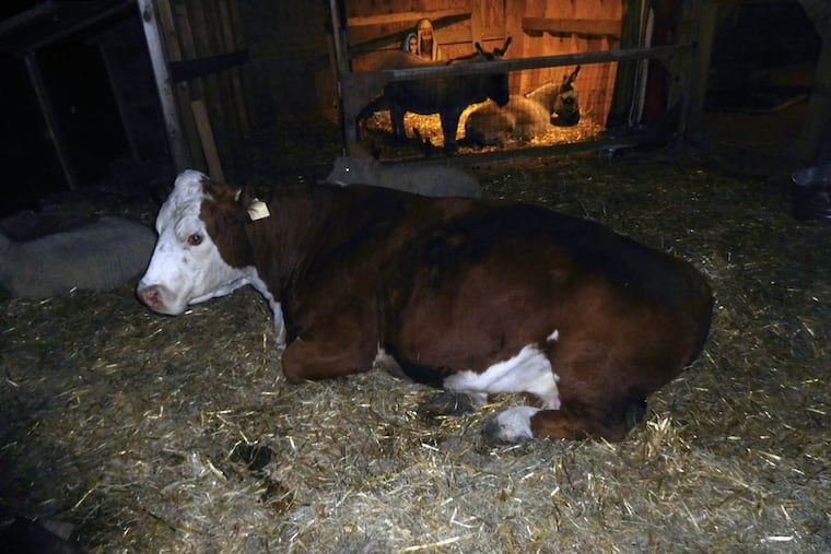 “Stormy” the cow at rest in an Old City nativity scene.
