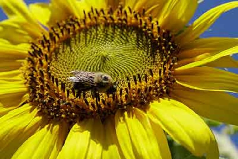 OK, so it's a tad early for this in our neck of the woods, but the pollen season has started as a result of our relltively mild winter. (AP Photo/Carolyn Kaster)