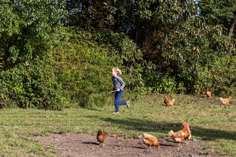 Seamus Naughton Mergner, 7, spends lots of time outside where his family raises chickens in Allentown, N.J., so his mom enrolled him in a trial of Lyme disease vaccine.