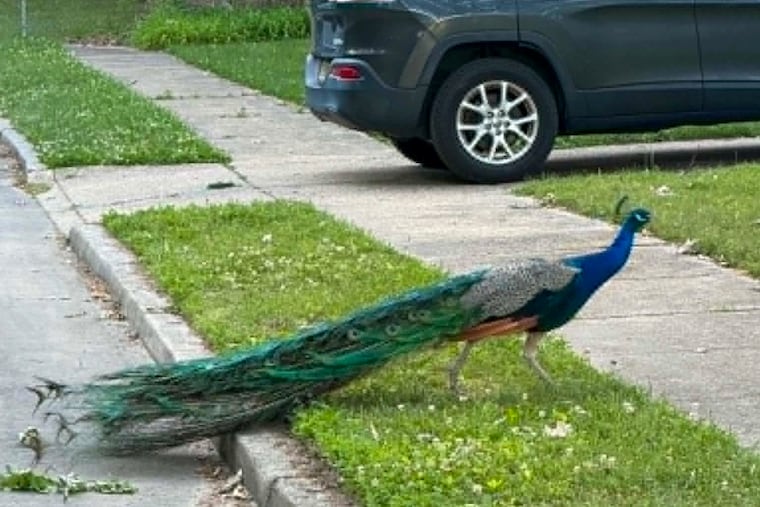 Multiple peacocks roam Evanine Drive in Berlin Borough, Camden County, on Wednesday, June 10, 2026. Local police have received about 10 calls reporting peacock sightings since last week.