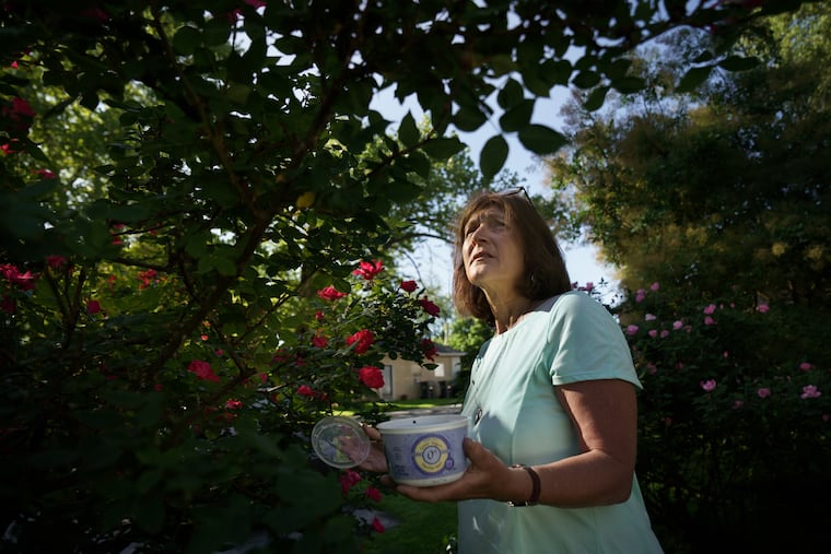 Lorraine Phillips shown here catching and killing the Lantern Flies that are in her rose bushes, she puts the flies in a natural solution in the plastic container in her hand to kill the bugs, in Phoenixville, Pa, May 24, 2019.