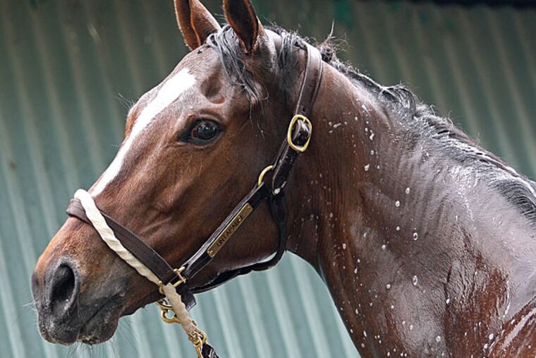 Untapable stands outside the barn at Monmouth Park in Oceanport, N.J., during a bath Thursday morning July 24, 2014. Untapable is expected to compete in the Haskell Invitational horse race on Sunday. Assistant Trainer Darren Fleming, right, holds Untapable. (Equi-Photo, Bill Denver/AP)
