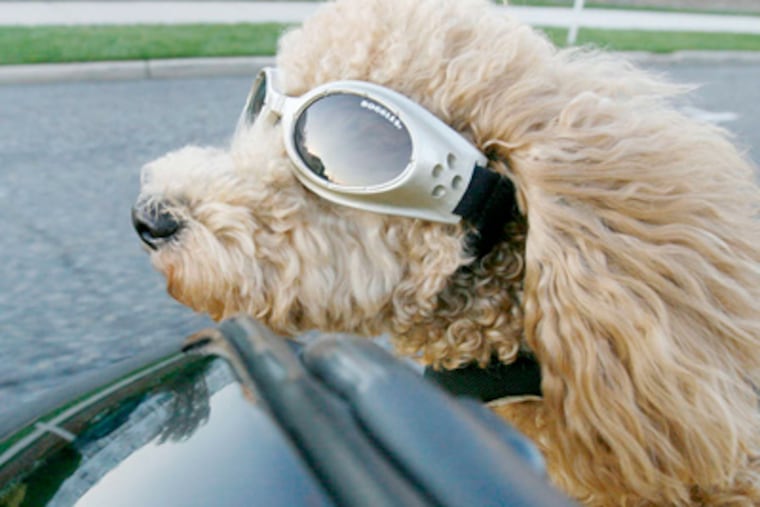 Although leaning out the window, Scooter Robertson is securely harnessed. (Elizabeth Robertson / Staff Photographer)