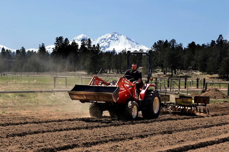 FILE - In this April 23, 2018 file photo, Trevor Eubanks, plant manager for Big Top Farms, readies a field for another hemp crop near Sisters, Ore. Hemp is about to get the federal legalization that marijuana, its cannabis cousin, craves. That unshackling at the national level sets the stage for greater expansion in an industry seeing explosive growth through demand for CBDs, the non-psychoactive compound in hemp that many see as a way to better health. (AP Photo/Don Ryan, File)