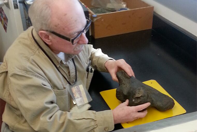 David Parris, curator of natural history at the New Jersey State Museum, examines the two casts of fossils that came from the same ancient turtle bone, but were discovered at least 163 years apart in New Jersey.