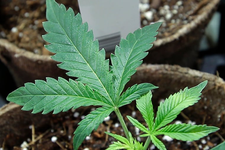 FILE-- Newly transplanted cannabis cuttings grow in pots at a marijuana cultivation facility. (AP Photo/Steven Senne, File)