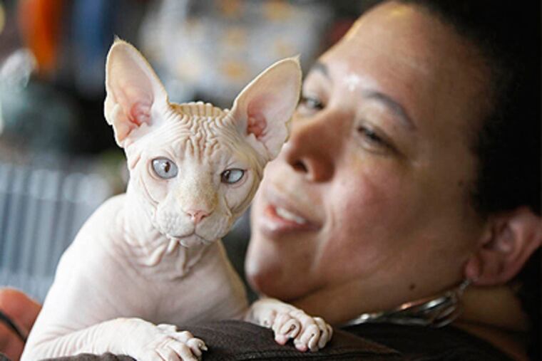 A four-year-old hairless cream point Sphynx, named Moshe Moshi, is held by her owner Carol Meir. Meir is managing her cat's allergies with a venison and pork diet and daily medication. (AP Photo/Charles Dharapak)