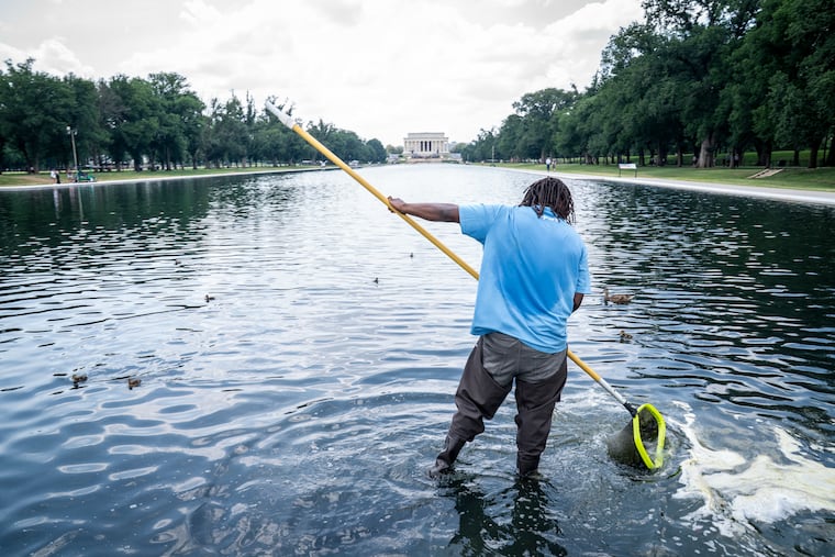 A man uses a pool skimmer to remove organic matter from the Reflecting Pool on Thursday. It reopened to the public this month.