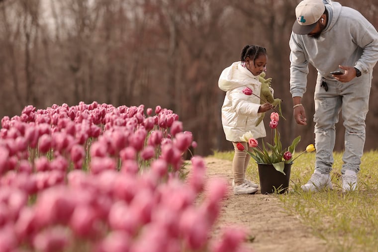 Ramsy F. of Philadelphia helps his daughter Sofia F., 4, pick tulips at the 2024 Dalton Farms Festival of Tulips! in Swedesboro, N.J. on Easter Sunday, March 31, 2024. The farm has 400,000 daffodils, 150 varieties of tulips and planted one million bulbs. It’s open daily 10-7 and the festival is ongoing until April 14th. The Festival of Sunflowers will be coming up next in August.