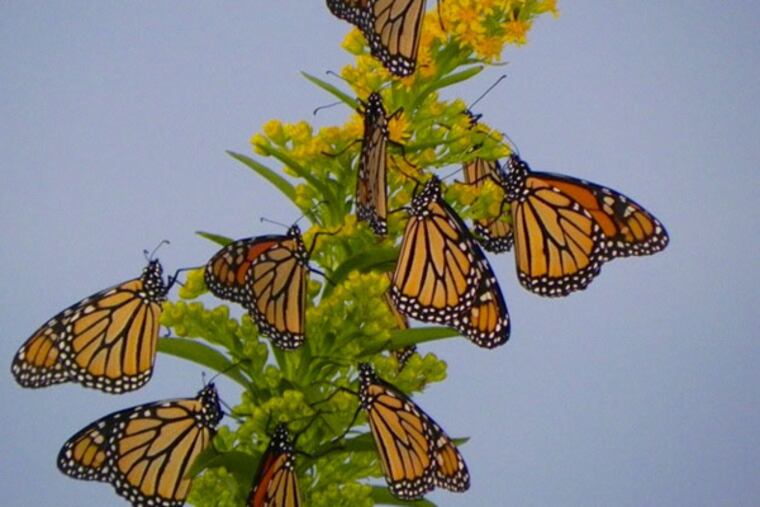 Monarch butterflies on Oct. 10, 2011 at Cape May Point, N.J. (Credit: Mark S. Garland)