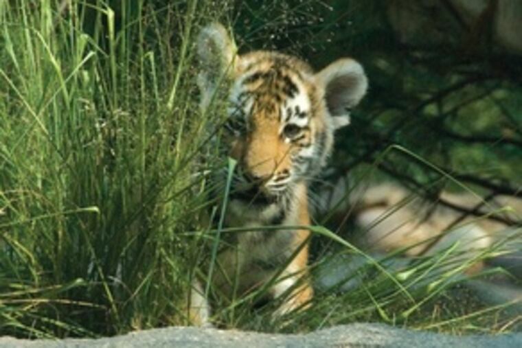 Three-month-old Koosaka is one of three Amur tiger cubs to meet the public at the Philadelphia Zoo. The species is highly endangered.