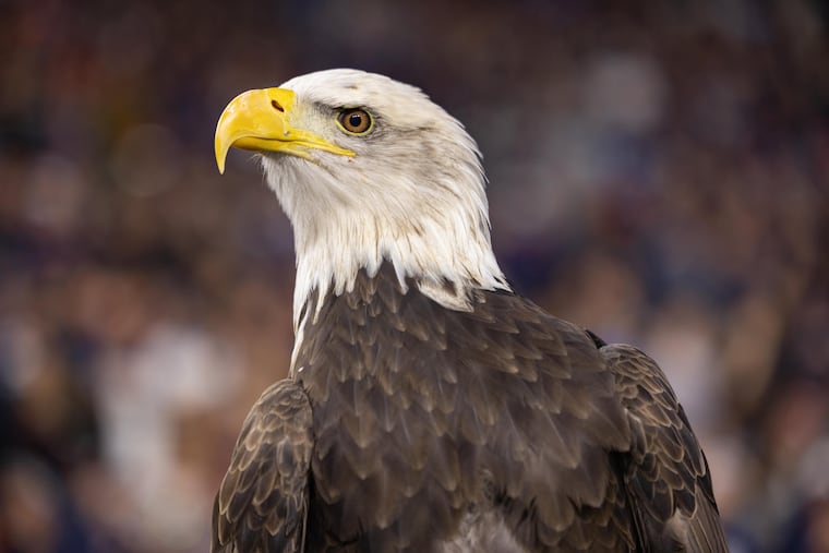Indy the eagle at a game.