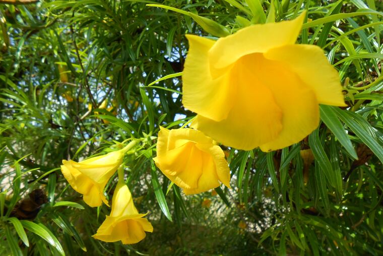 Poisonous extract of yellow oleander has been found in weight-loss supplements that are labeled as containing a different plant called tejocote, poison-control experts at Rutgers University say. A 23-month-old New Jersey toddler was rushed to the hospital after ingesting the product.