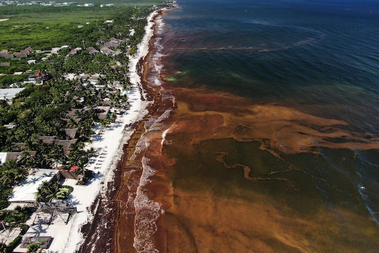 Sargassum gathers in the water off the coast of Tulum, Mexico, Thursday, July 30, 2026.