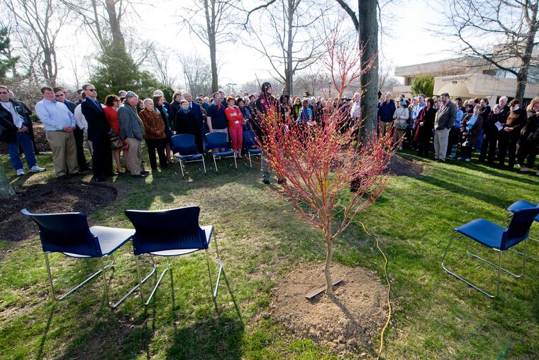 One of the two new trees planted in the renovated Garden of the Righteous Gentiles at the Siegel Jewish Community Center in Wilmington which was rededicated during a ceremony Sunday, April 7, 2013. Originally dedicated in 1983, this Garden of the Righteous was the first monument outside Israel to honor Christians who helped save Jewish lives during the Holocaust. ( CLEM MURRAY / Staff Photographer )