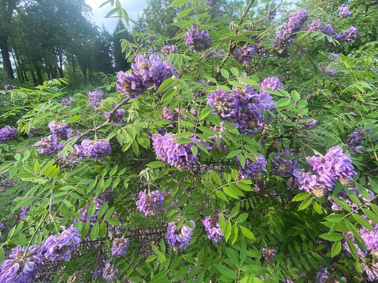 Wisterias are the purple flowers all over Philadelphia trees