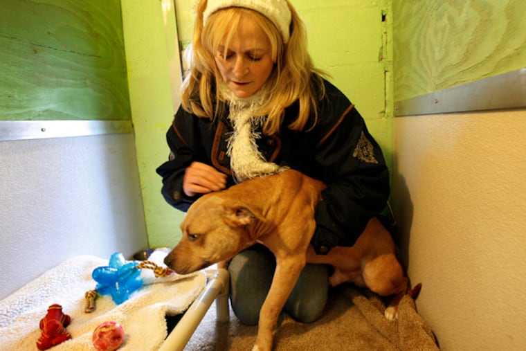 Kathy McGuire holds Scarface, one of the battered pit bulls she's trying to save. Renamed Chance, he's headed for a new life in Texas.