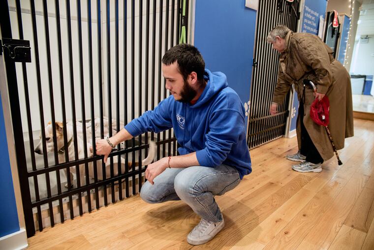 Christian Perez, a customer service associate at the SPCA's new Fishtown storefront, plays with Jake, who is awaiting adoption.