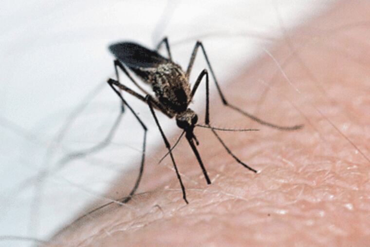 Does citronella repel mosquitoes? (AP Photo)