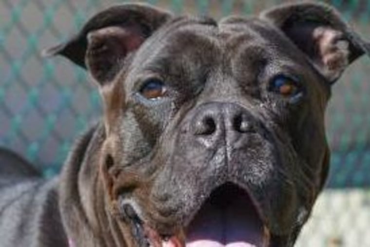 Pet of the week Hayley