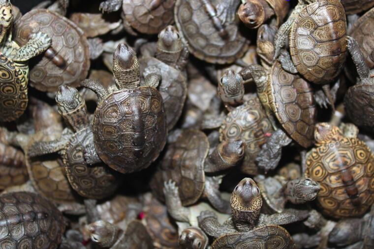 U.S. Fish and Wildlife agents discovered more than 3,500 diamondback terrapin hatchlings when they raided David Sommers' home in Levittown in 2017. Some of them are pictured in this photo that was used as evidence.