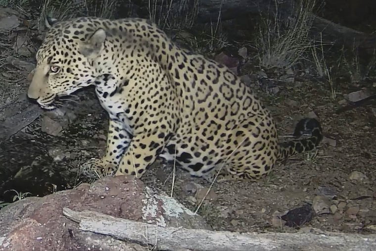 A photo provided by University of Arizona Wild Cat Research & Conservation Center shows Cinco, one of the largest jaguars of the nine males seen in Arizona since the 1990s. The building of the border wall could block their passage between Sonora and Arizona, experts say.