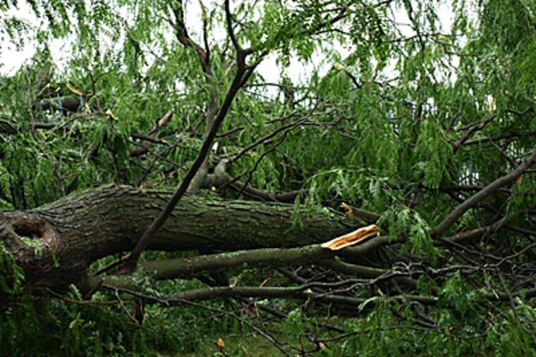 A violent storm in Gettysburg on Friday toppled most of the last surviving "witness trees" in the national cemetery. (Alison Mosier-Mills / Inquirer)