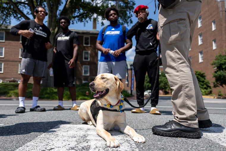 Patti poses after meeting some of the University of Delaware's new football players. Her handler, Police Cpl. Jamel Howard, explained Patti's new role on campus and said he and Patti will be on the sidelines at home football games.