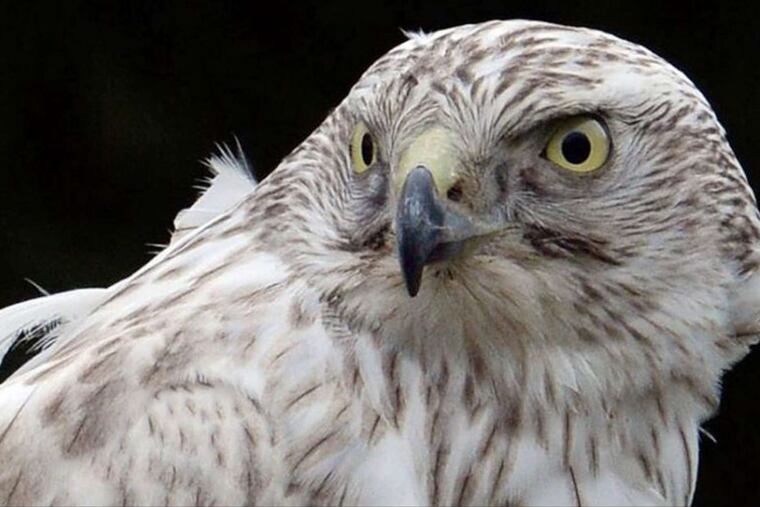 The Siberian goshawk Ivan waits for his owner, Jeff Kisak, in Erie.