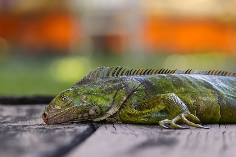An iguana stunned by the cold lies immobile on a house deck, Sunday, Feb. 1, 2026, in South Miami, Fla.