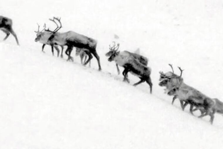 Caribou tramp across the Alaskan permafrost.