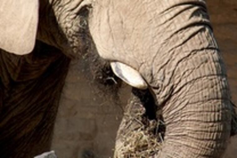 Petal had been at the zoo for a half-century. The cause of death was unknown.