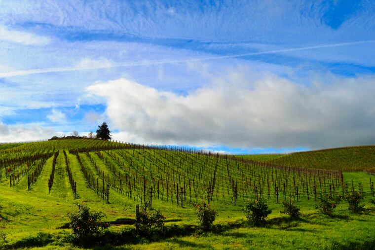 View of the Carneros region vineyards in Sonoma, CA.