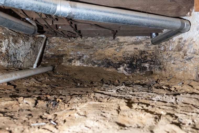 Amy Ryan and Sean McBride are in the process of getting rid of mold in the crawl space of their basement. The couple bought their Roxborough home in May and immediately looked to remediate the mold.