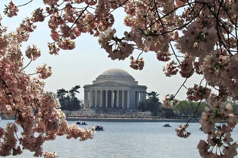 File photo: The parade for cherry blossoms in Washington last year caught the flowers as they were fading. They now bloom an average seven days earlier than in the 1970s. (AP)