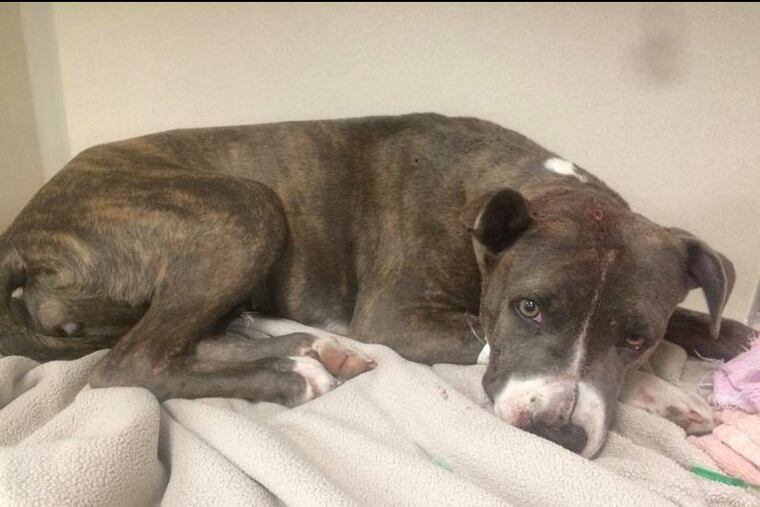 Josie the pit bull mix was abused, but should make a full recovery with reconstructive surgery