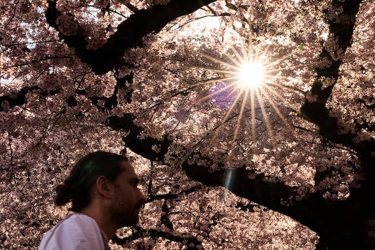 FILE - A person walks through the blooming Yoshino cherry trees at the University of Washington, April 5, 2026, in Seattle.