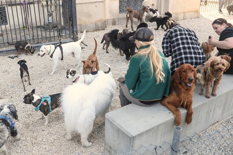 A crowded Dog Park at Bok as breeds of all kinds enjoy the weather in Philadelphia on April 20, 2023. A mystery respiratory illness is impacting dogs across the country. Veterinarians say dog owners should be cautious and proactive, minimizing contact with other dogs and making sure their pets are up to date on vaccinations.