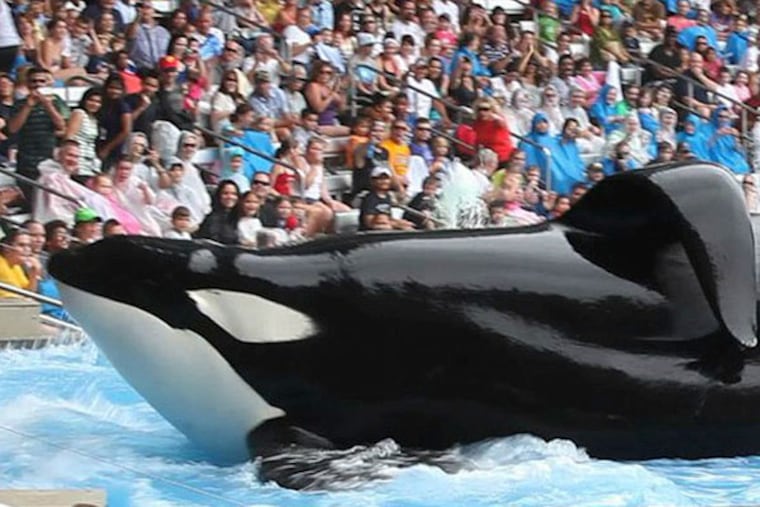 Tilikum, the main orca in the mvoie, in a scene from BLACKFISH Photo courtesy of Magnolia Pictures. Photo credit: Gabriela Cowperthwaite. 7/22/2103